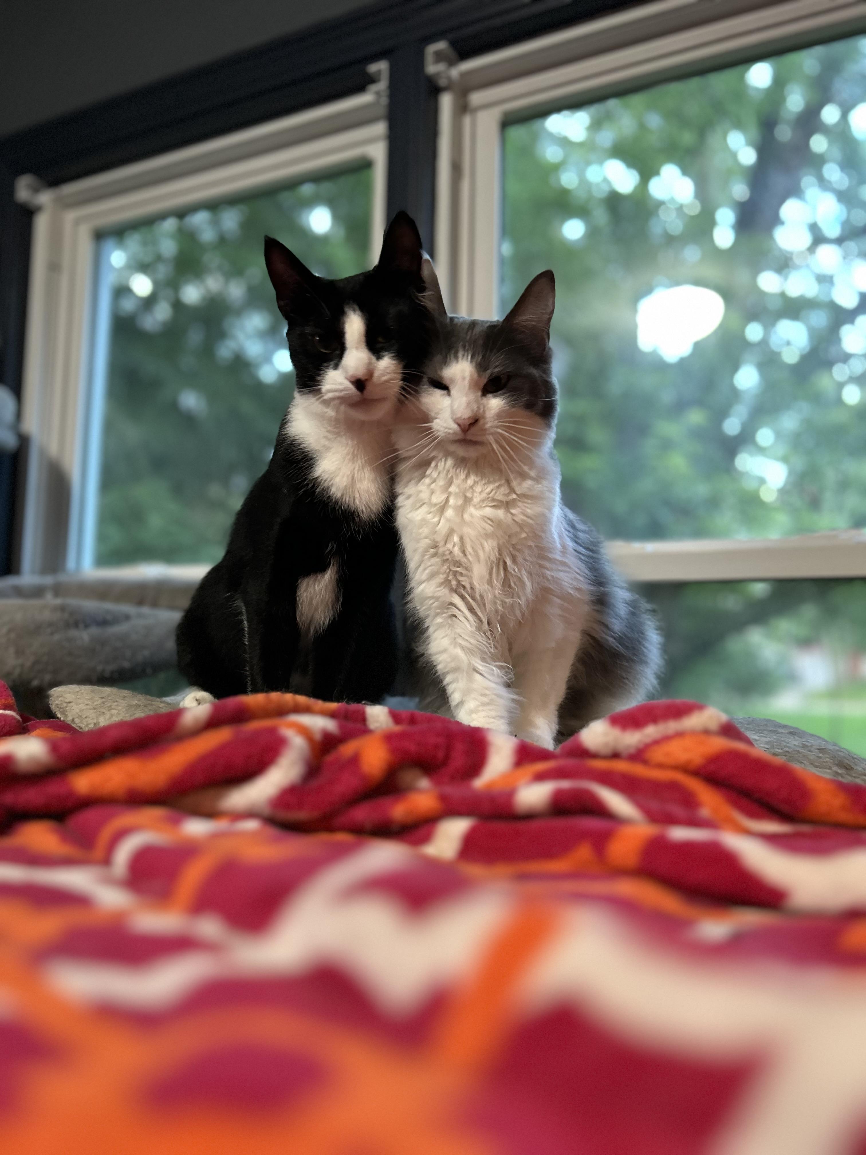 Enlarge Mary & Max, a Adoptable mixed breed in Akron, OH image 1/3