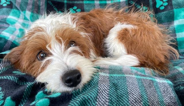 Tiffany, ADOPTABLE, Adult Female Terrier.