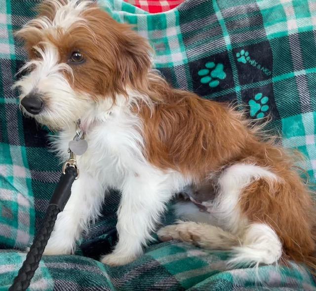 Tiffany, a ADOPTABLE Terrier in Memphis, TN image 2/6