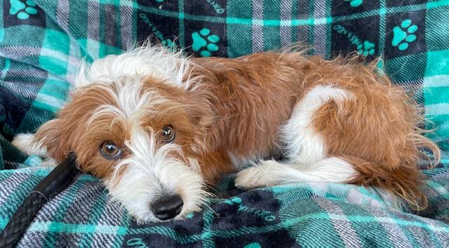 Tiffany, a ADOPTABLE Terrier in Memphis, TN image 3/6