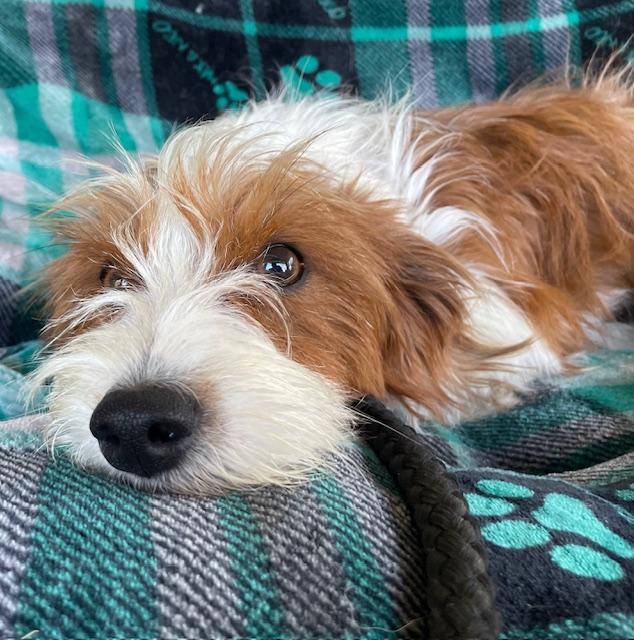 Tiffany, a ADOPTABLE Terrier in Memphis, TN image 4/6