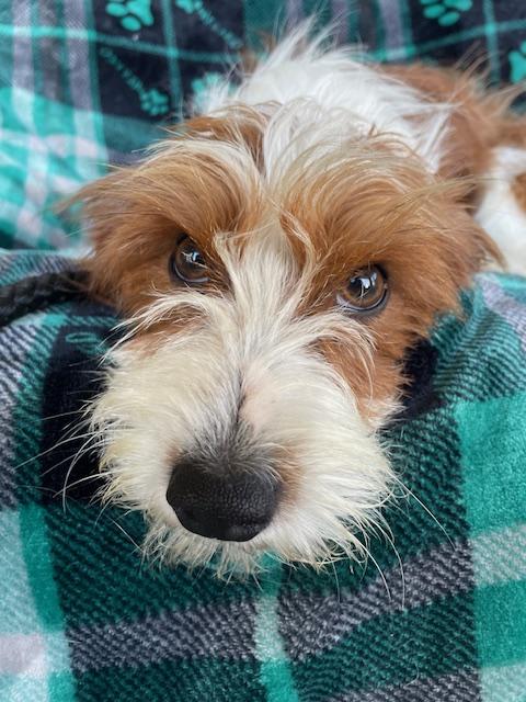 Tiffany, a ADOPTABLE Terrier in Memphis, TN image 5/6