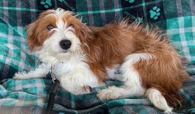 Tiffany, a ADOPTABLE Terrier in Memphis, TN image 6/6