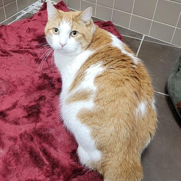 Enlarge Garth -- Bonded Buddy With Midnight, a Adoptable mixed breed in Des Moines, IA image 1/2