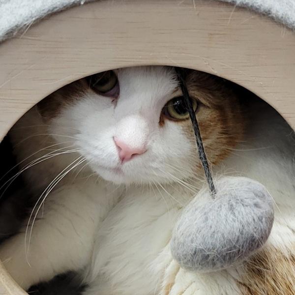 Enlarge Garth -- Bonded Buddy With Midnight, a Adoptable mixed breed in Des Moines, IA image 2/2