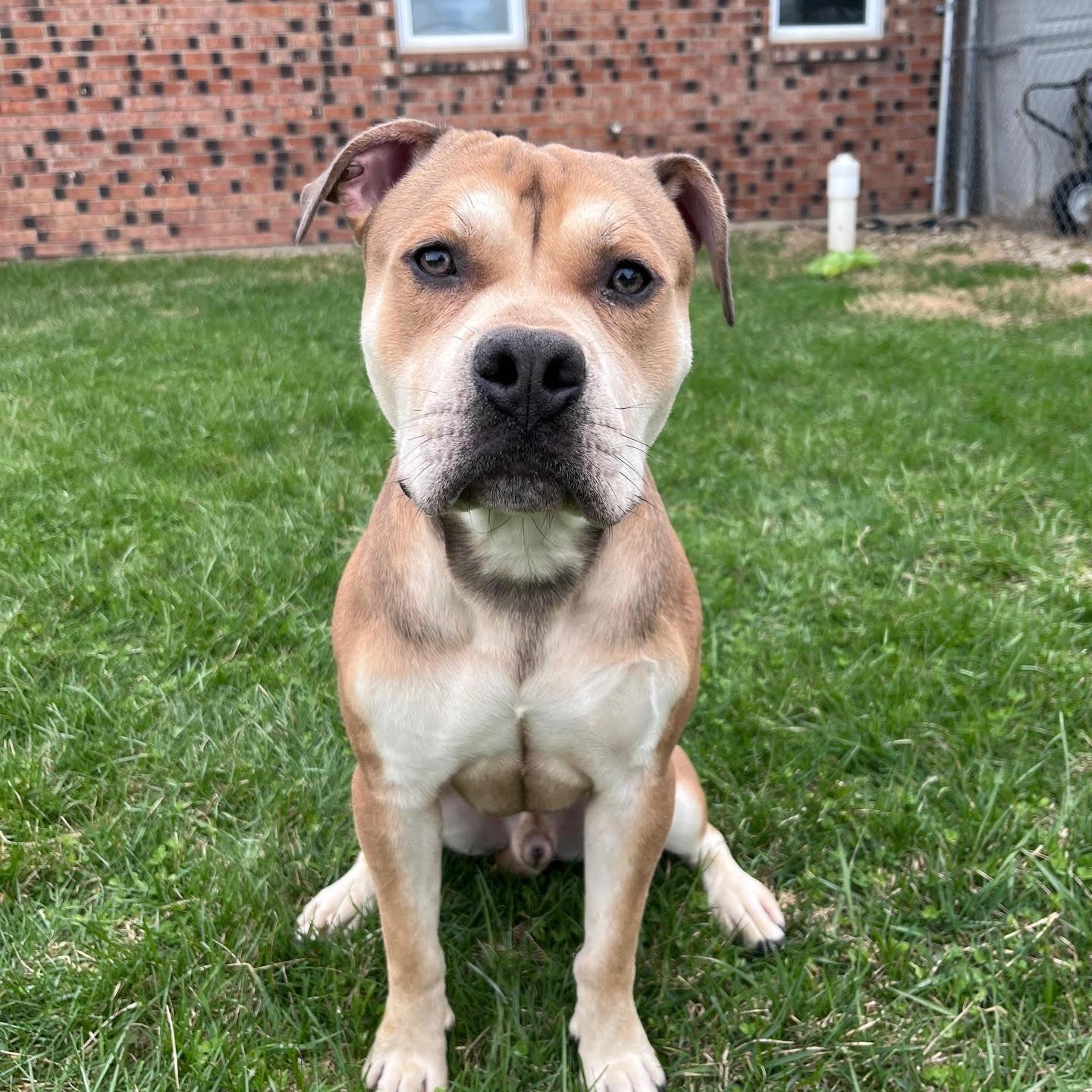 Enlarge Bernard, a Adoptable mixed breed in West Jefferson, OH image 2/4