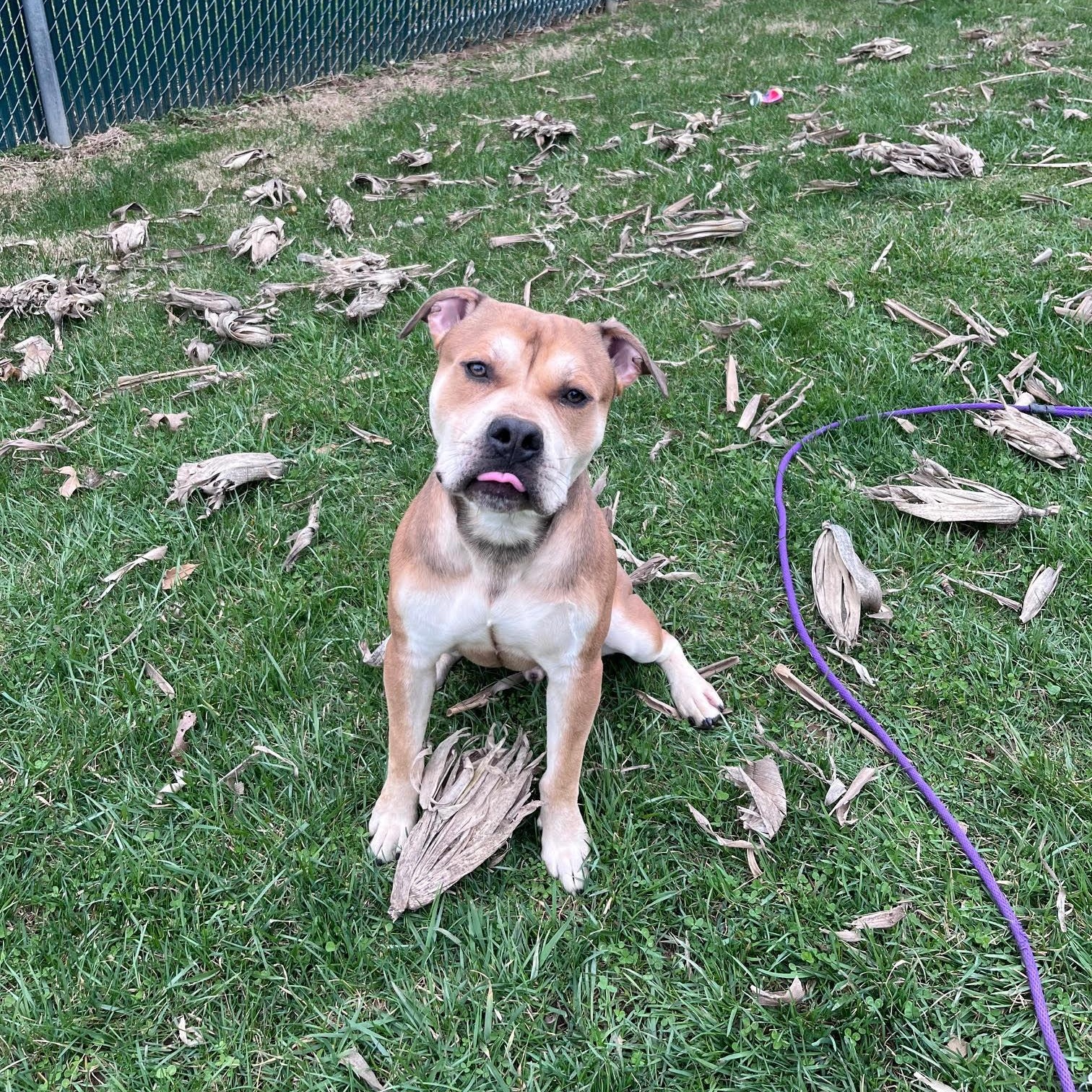 Enlarge Bernard, a Adoptable mixed breed in West Jefferson, OH image 3/4