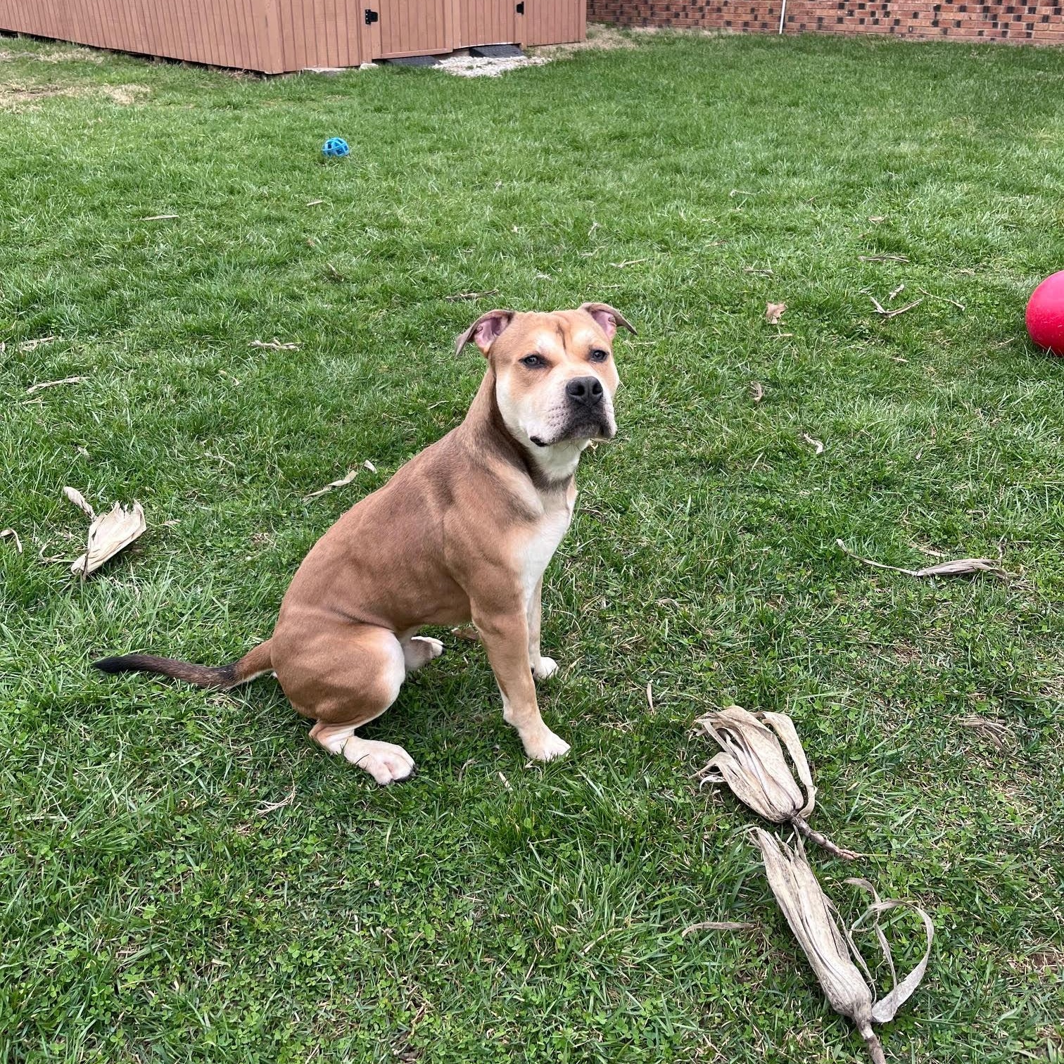 Bernard, Adoptable, Adult Male Mixed Breed.