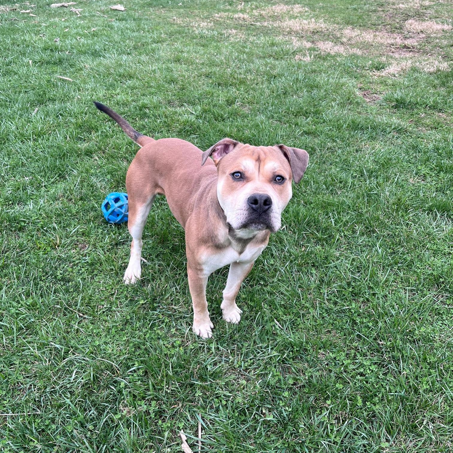Enlarge Bernard, a Adoptable mixed breed in West Jefferson, OH image 4/4