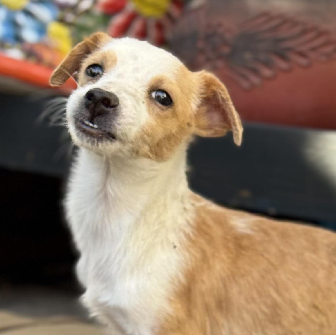 Mr. Tiny DJ, a Adoptable mixed breed in Vancouver, BC image 4/6
