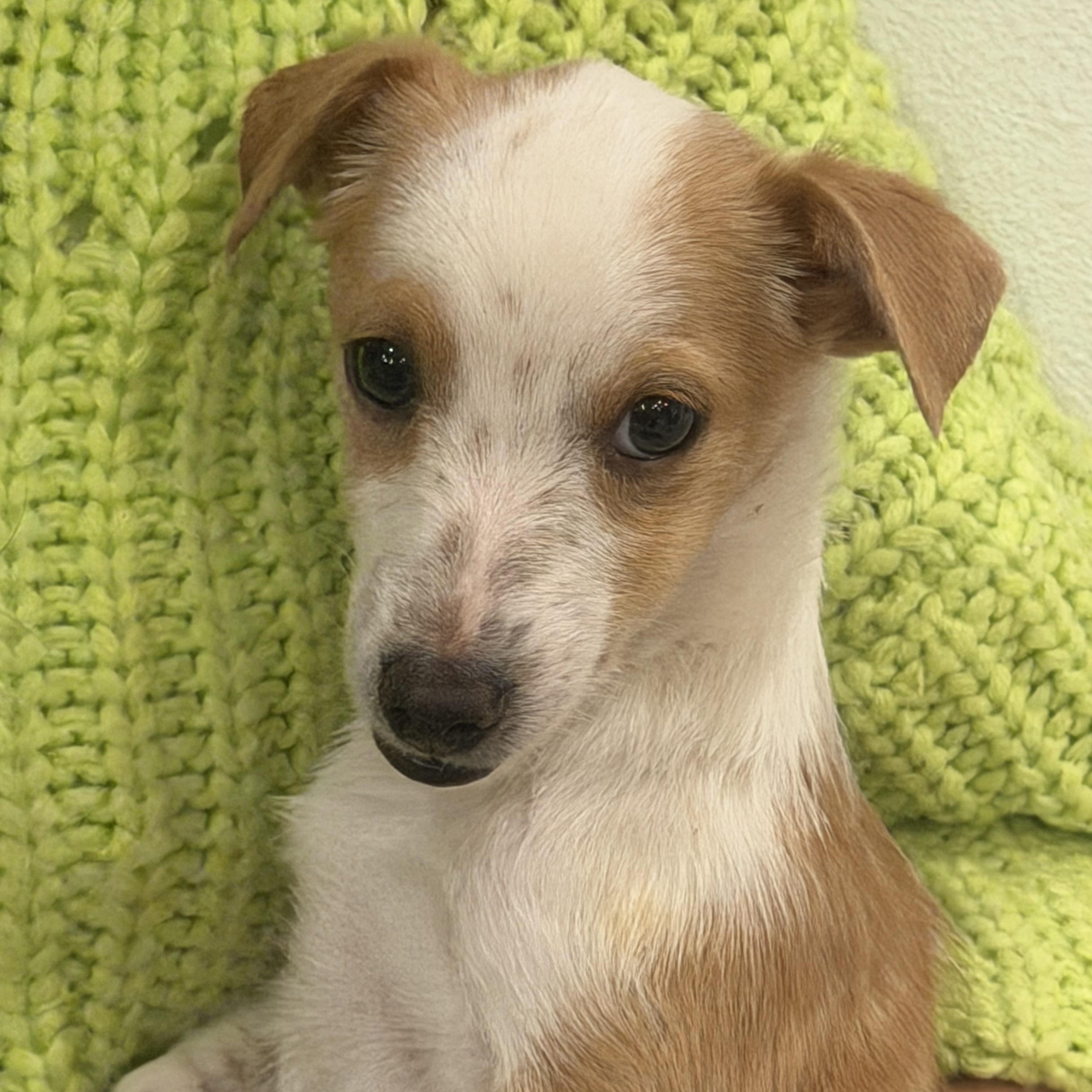 Mr. Tiny DJ, a Adoptable mixed breed in Vancouver, BC image 1/6