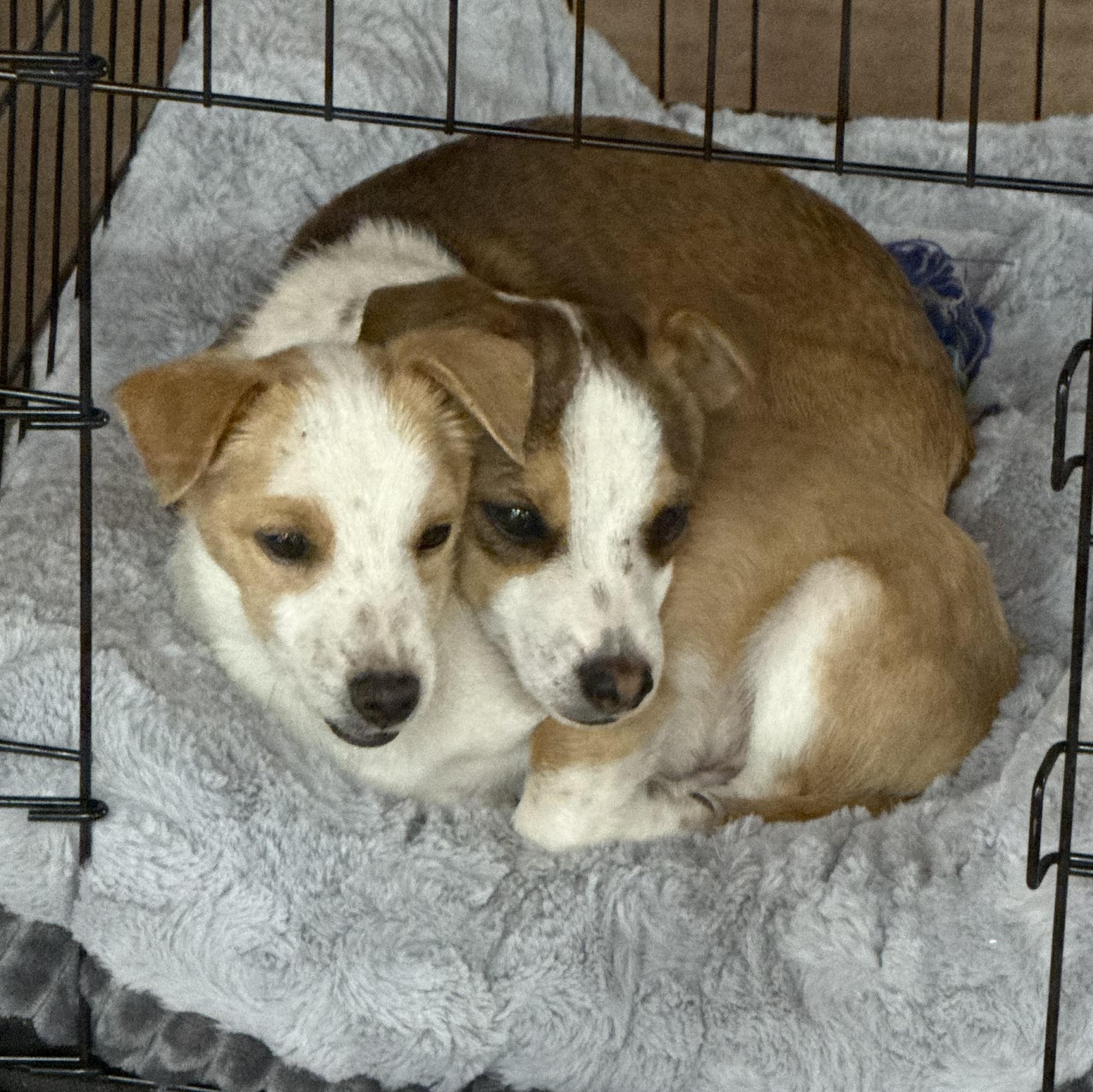 Mr. Tiny DJ, a Adoptable mixed breed in Vancouver, BC image 2/6