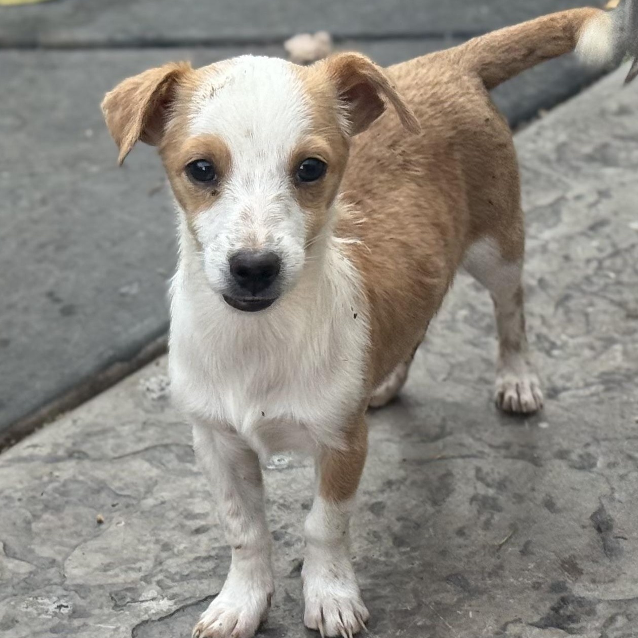 Mr. Tiny DJ, a Adoptable mixed breed in Vancouver, BC image 3/6
