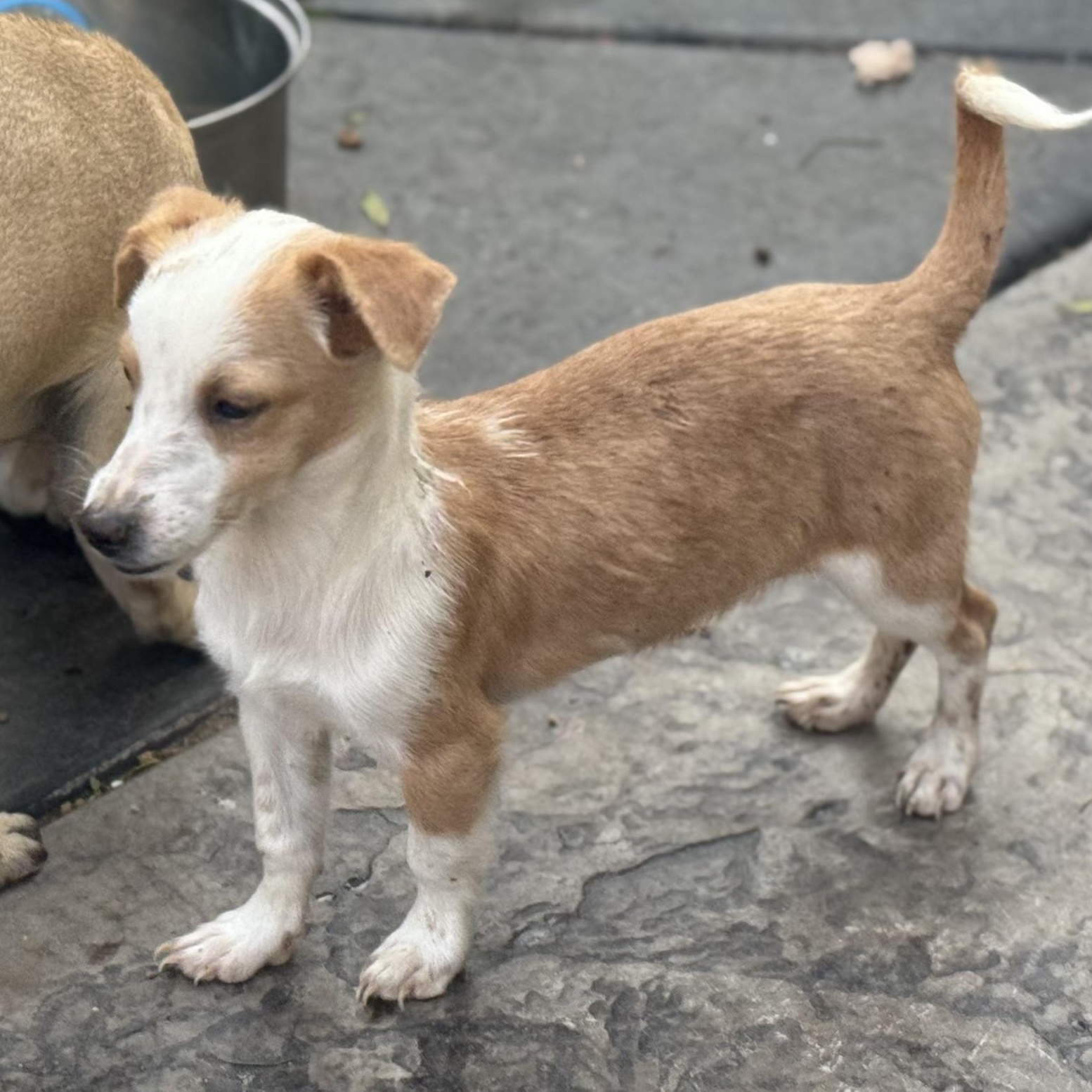 Mr. Tiny DJ, a Adoptable mixed breed in Vancouver, BC image 5/6