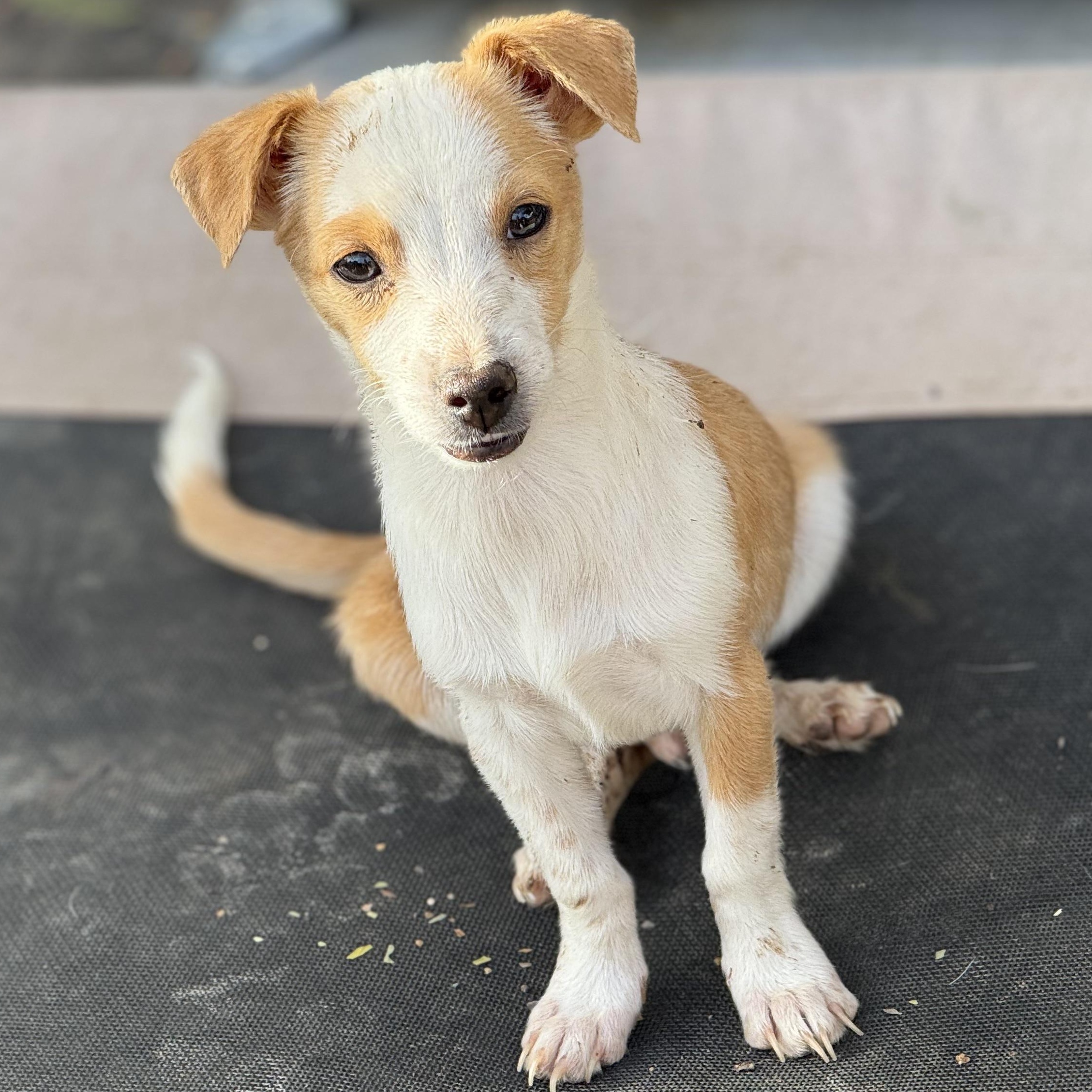 Mr. Tiny DJ, a Adoptable mixed breed in Vancouver, BC image 6/6