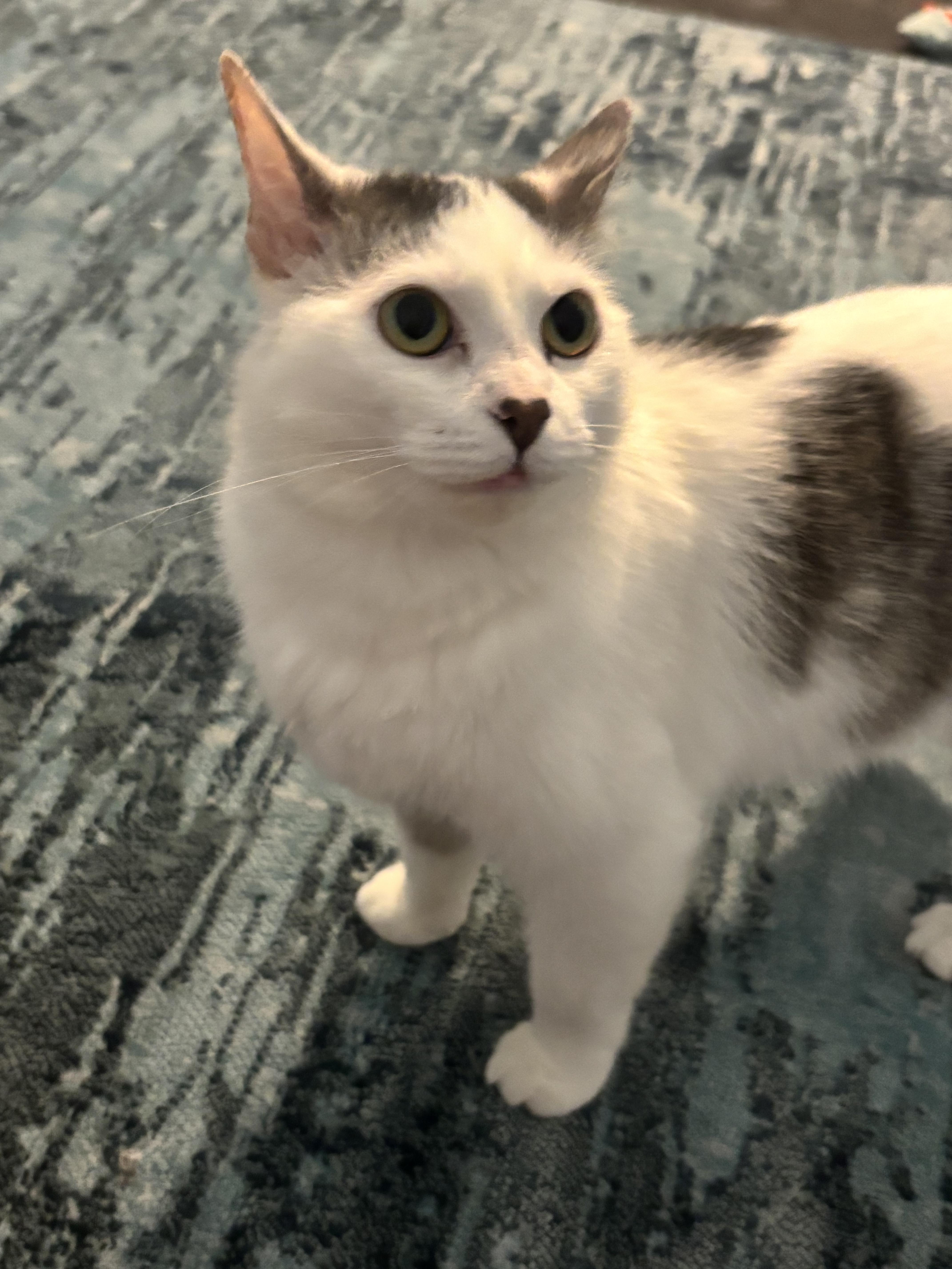 Enlarge sylvia, a Adoptable mixed breed in Lockport, IL image 1/4