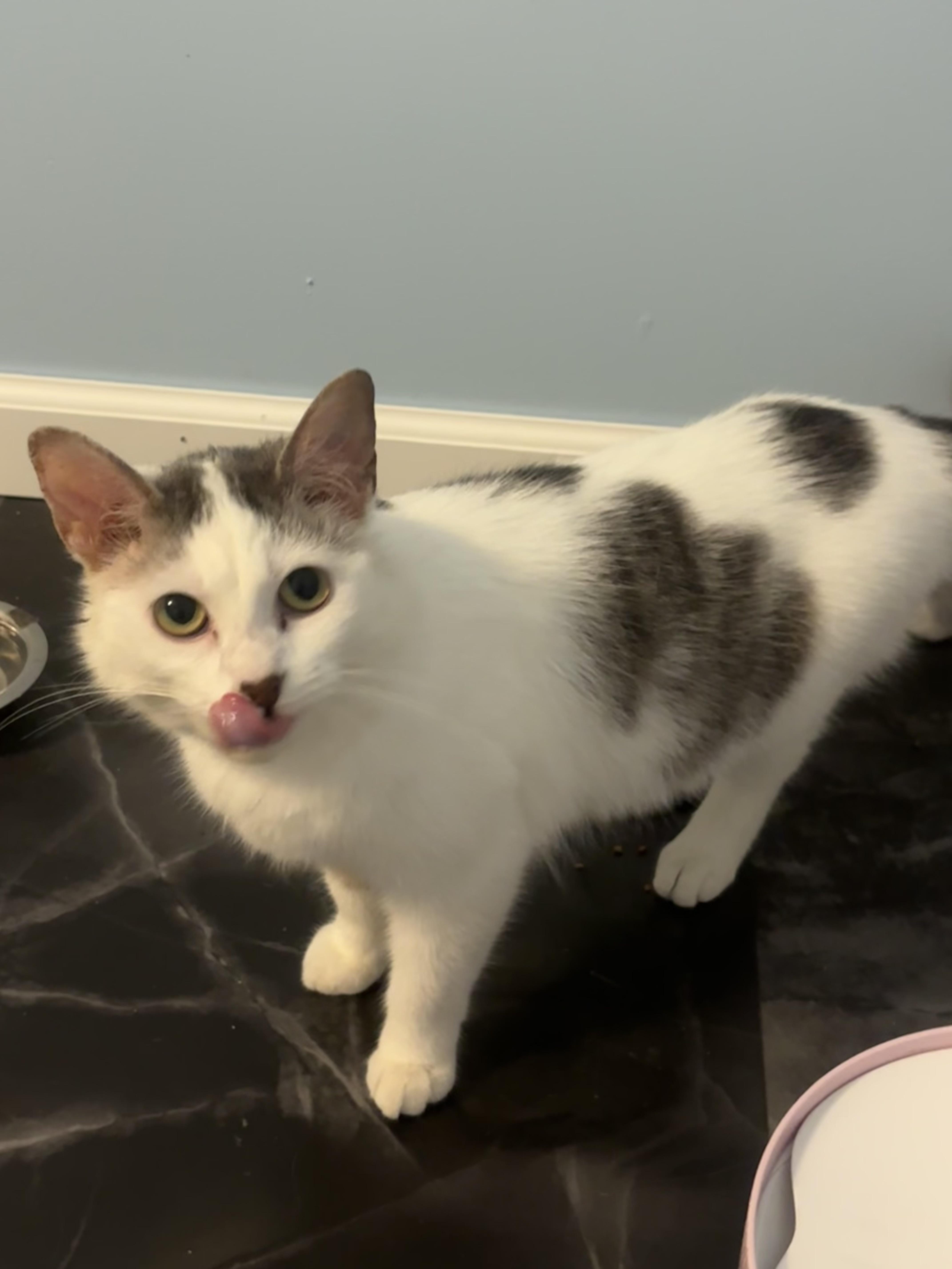 Enlarge sylvia, a Adoptable mixed breed in Lockport, IL image 2/4