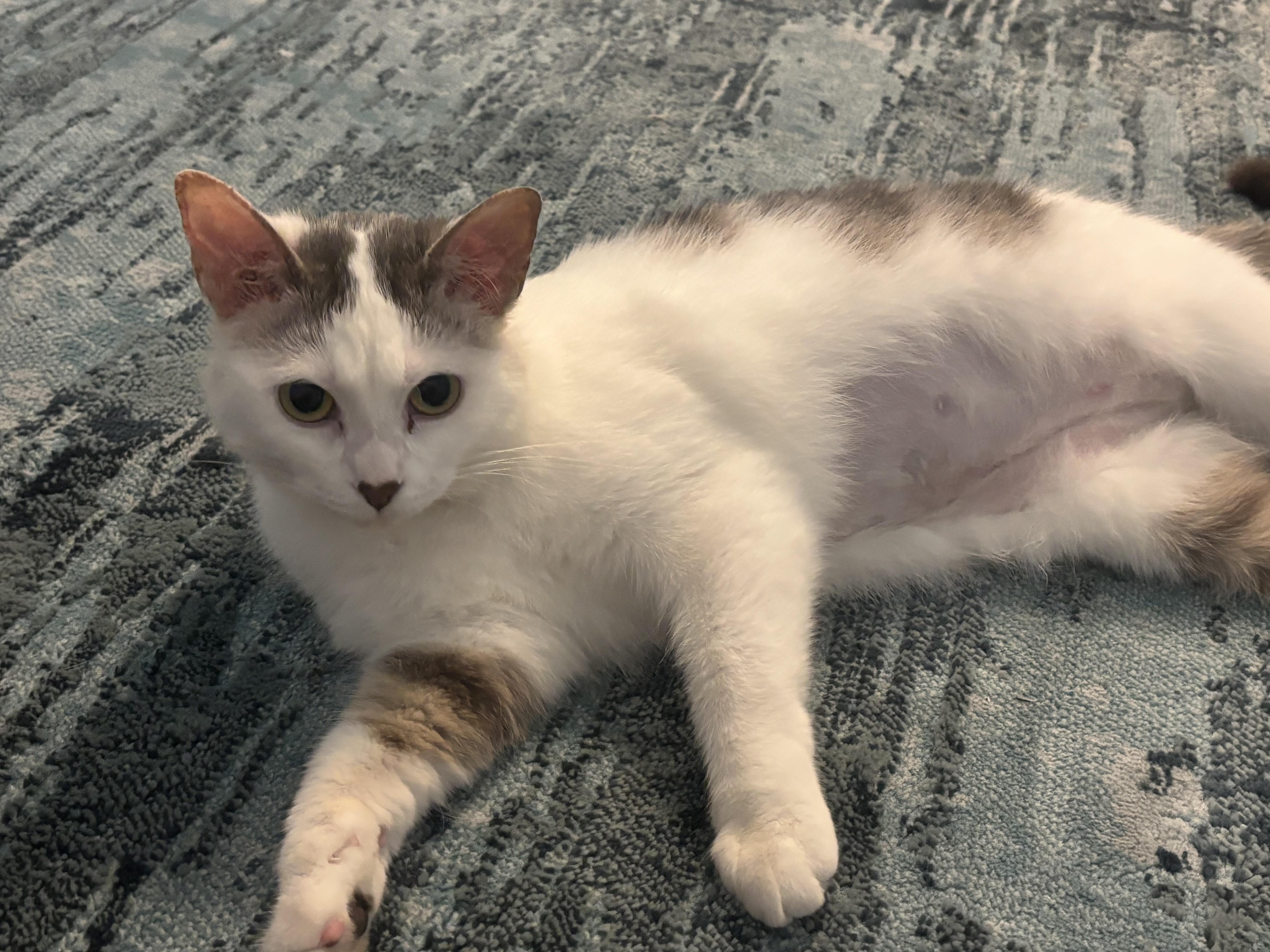 Enlarge sylvia, a Adoptable mixed breed in Lockport, IL image 4/4