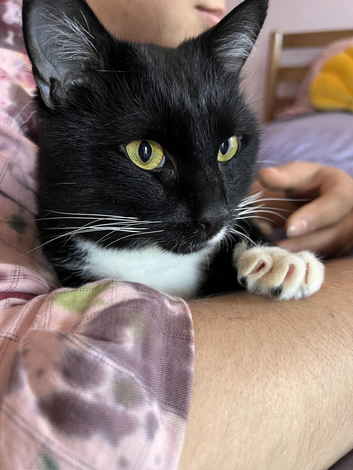 Enlarge Domino (and the Whiskers), a Adoptable Domestic Short Hair in Belmont, NC image 2/2