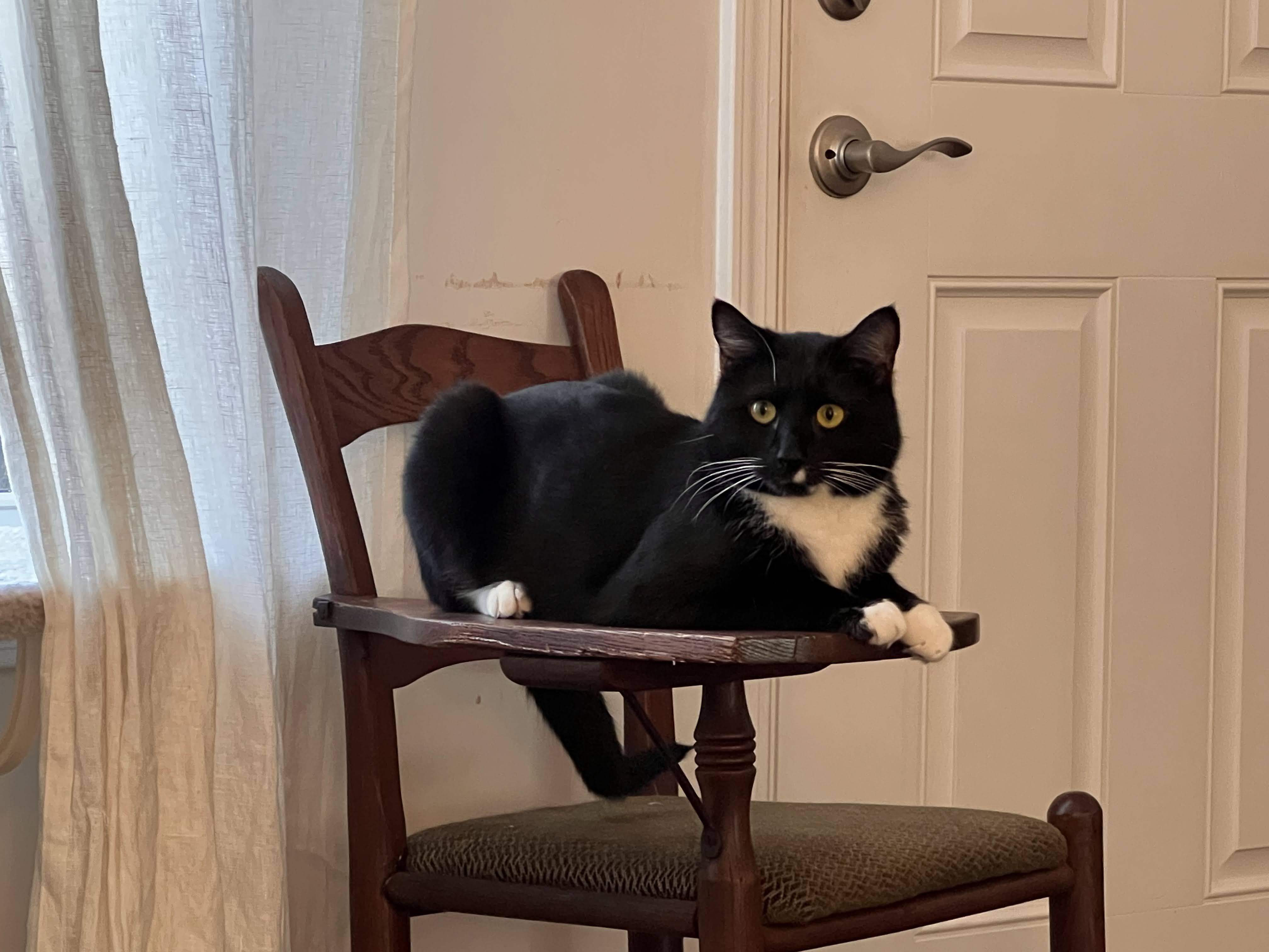 Enlarge Domino (and the Whiskers), a Adoptable Domestic Short Hair in Belmont, NC image 5/5