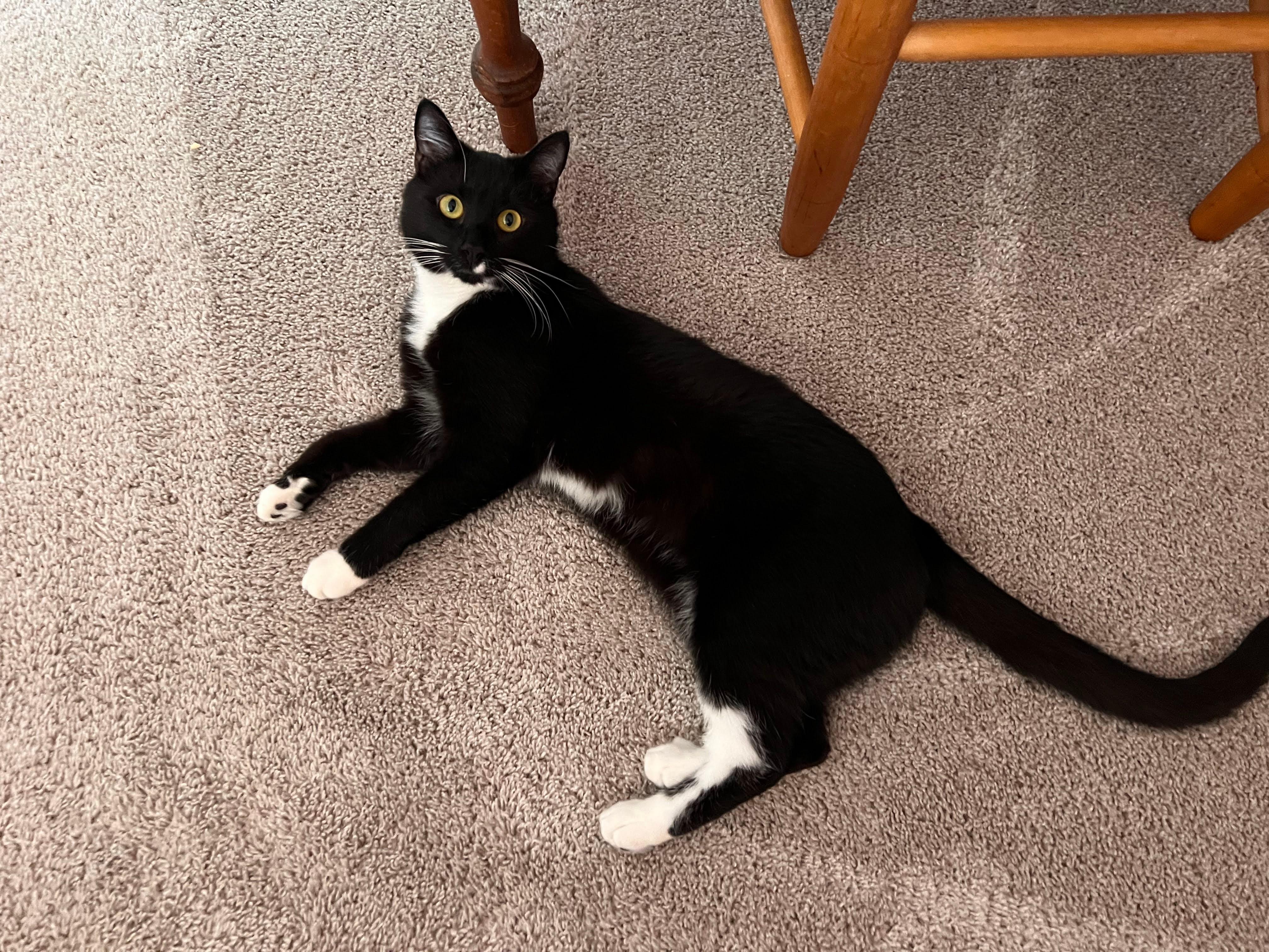 Enlarge Domino (and the Whiskers), a Adoptable Domestic Short Hair in Belmont, NC image 4/5