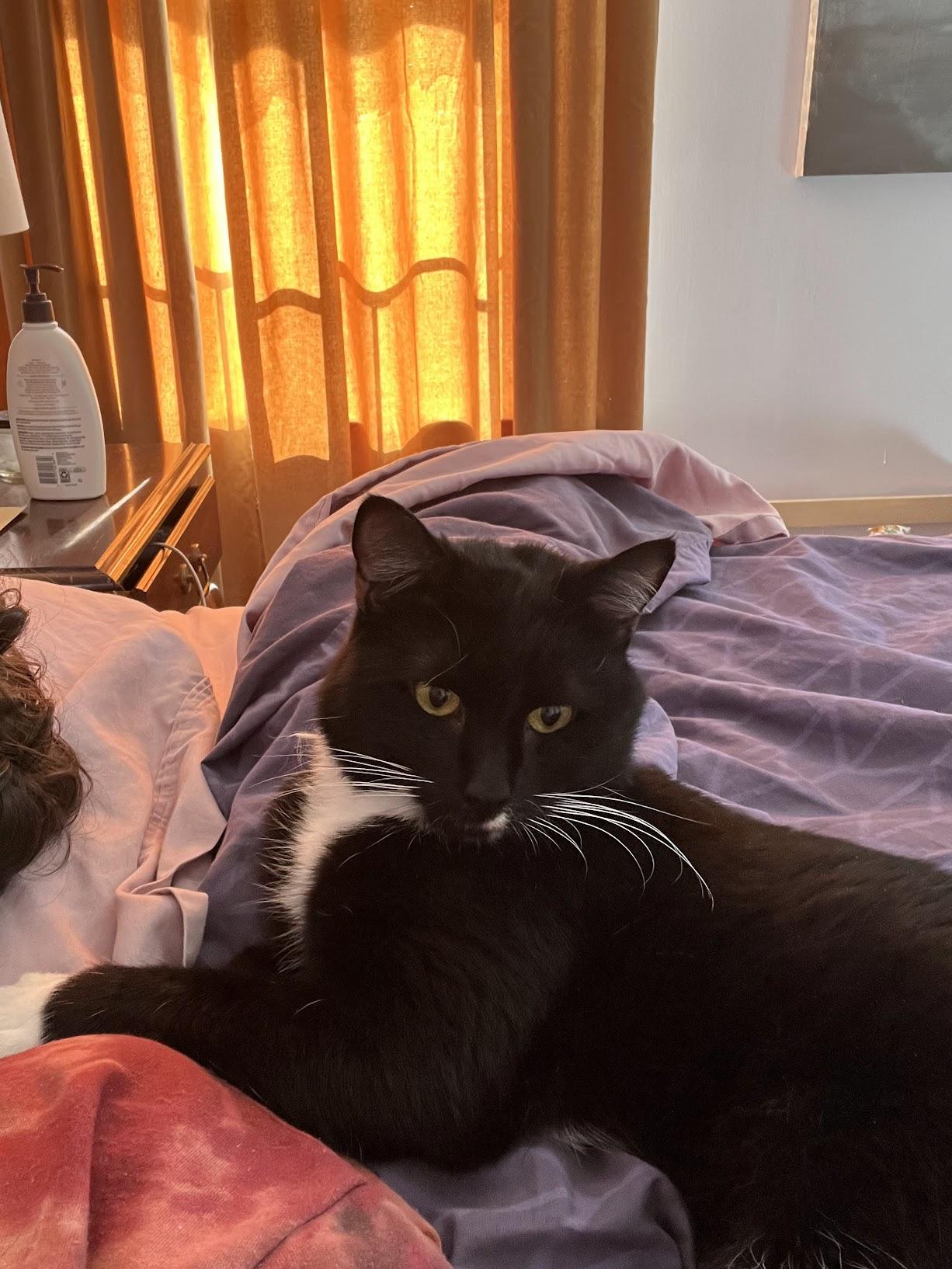 Domino (and the Whiskers), Adoptable, Young Male Domestic Short Hair.