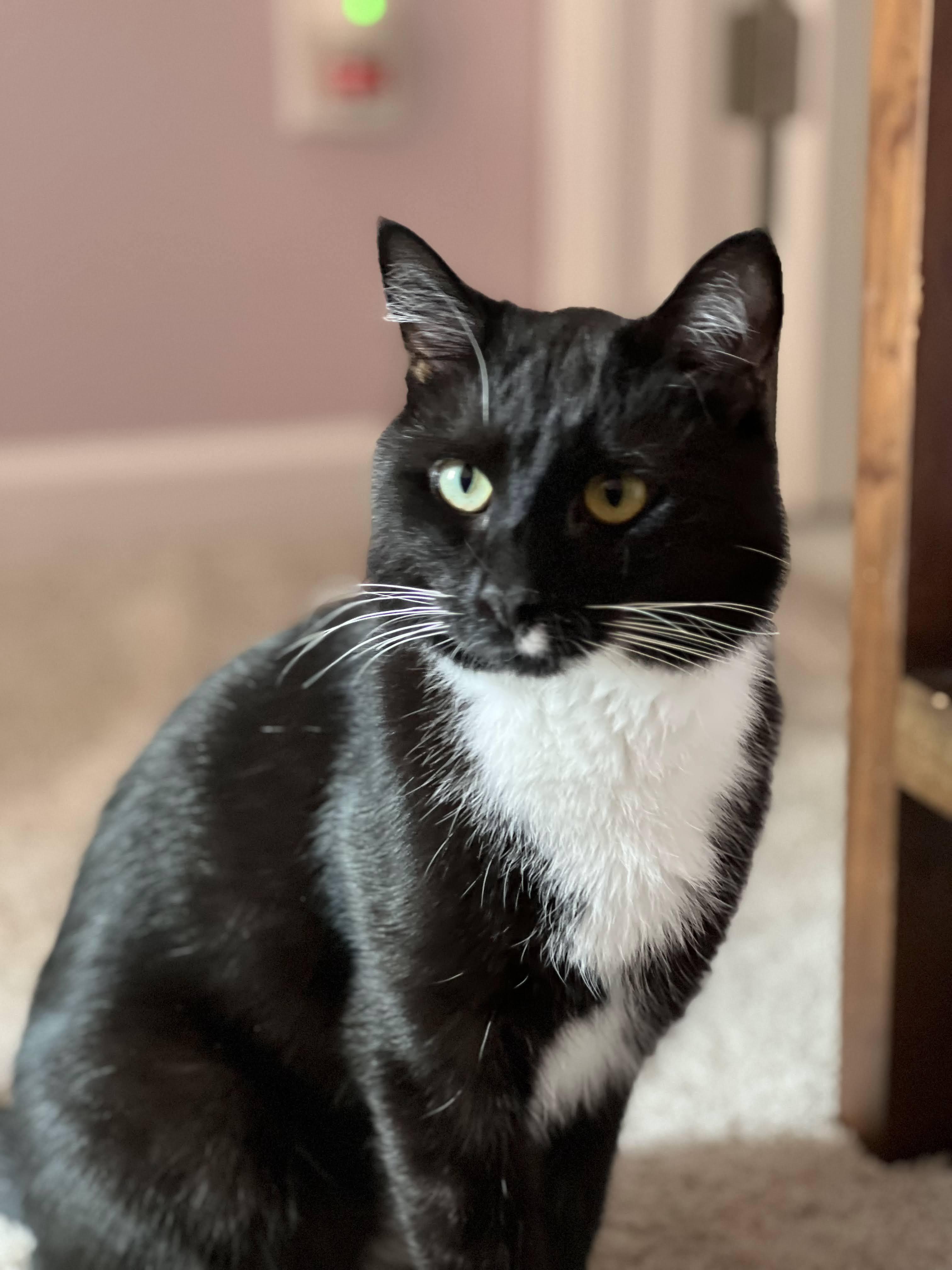 Domino (and the Whiskers), Adoptable, Young Male Domestic Short Hair.