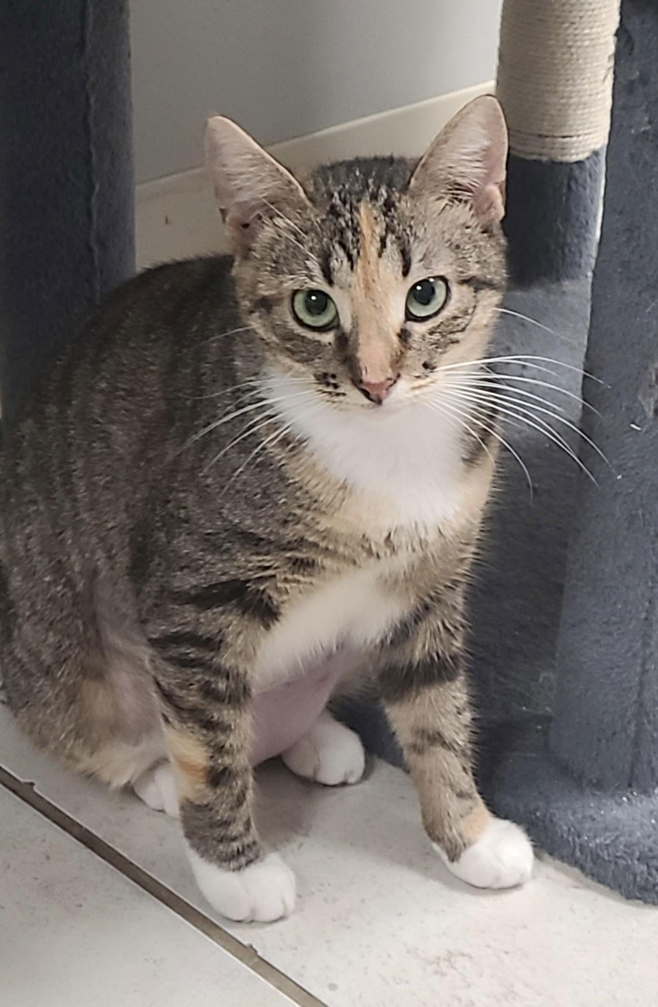 Angel Yo, a Adopted Domestic Short Hair in Satellite Beach, FL image 1/3