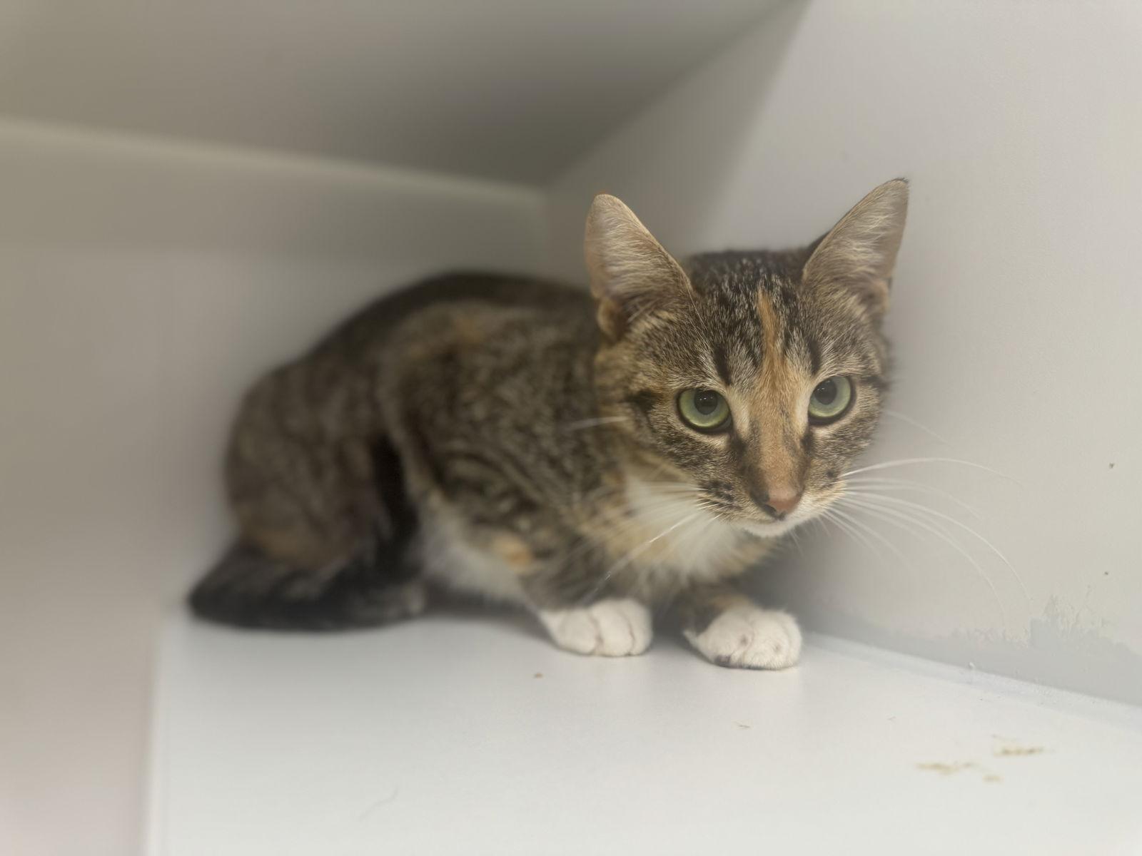 Angel Yo, a Adopted Domestic Short Hair in Satellite Beach, FL image 2/3