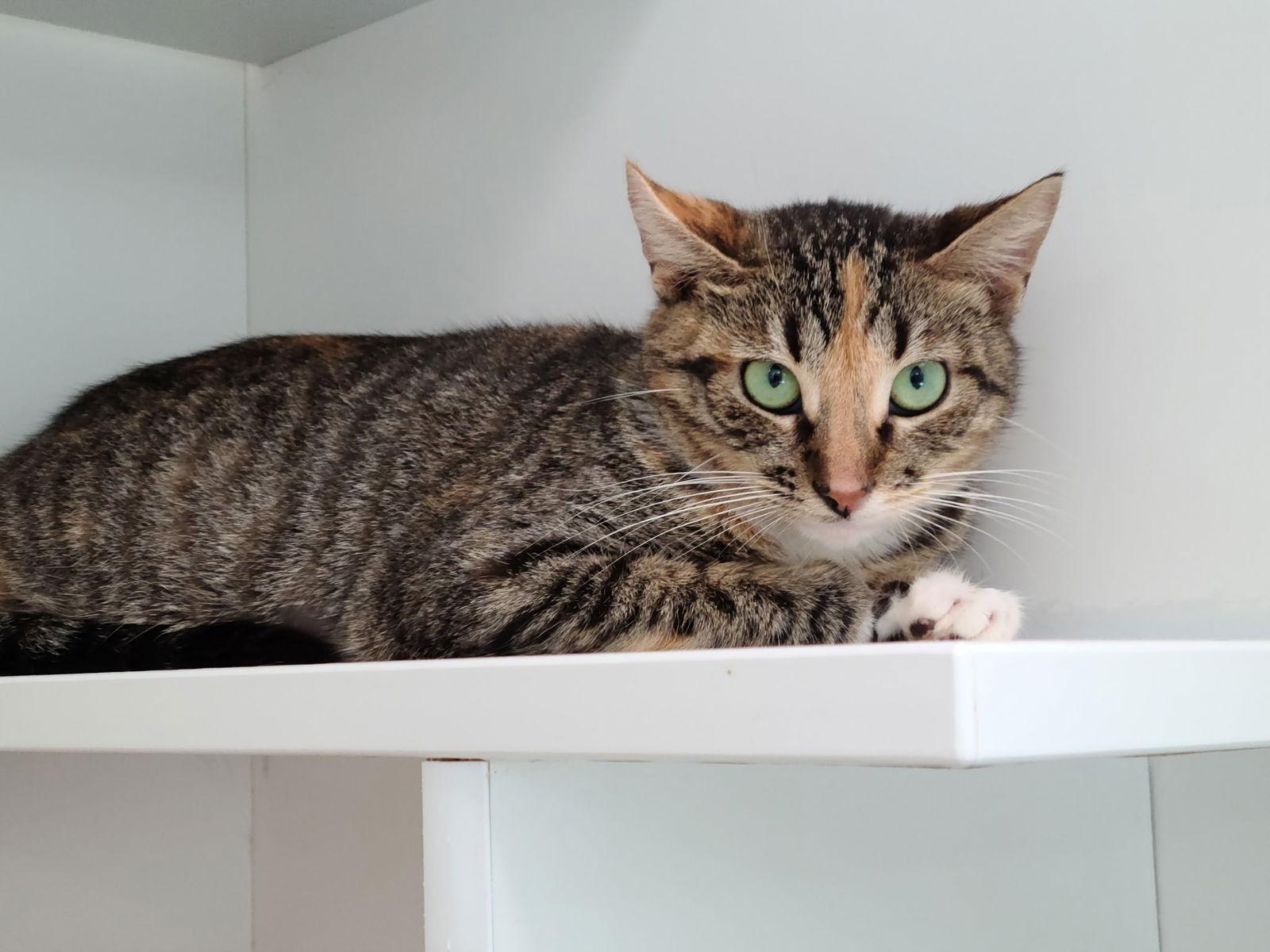 Angel Yo, a Adopted Domestic Short Hair in Satellite Beach, FL image 3/3