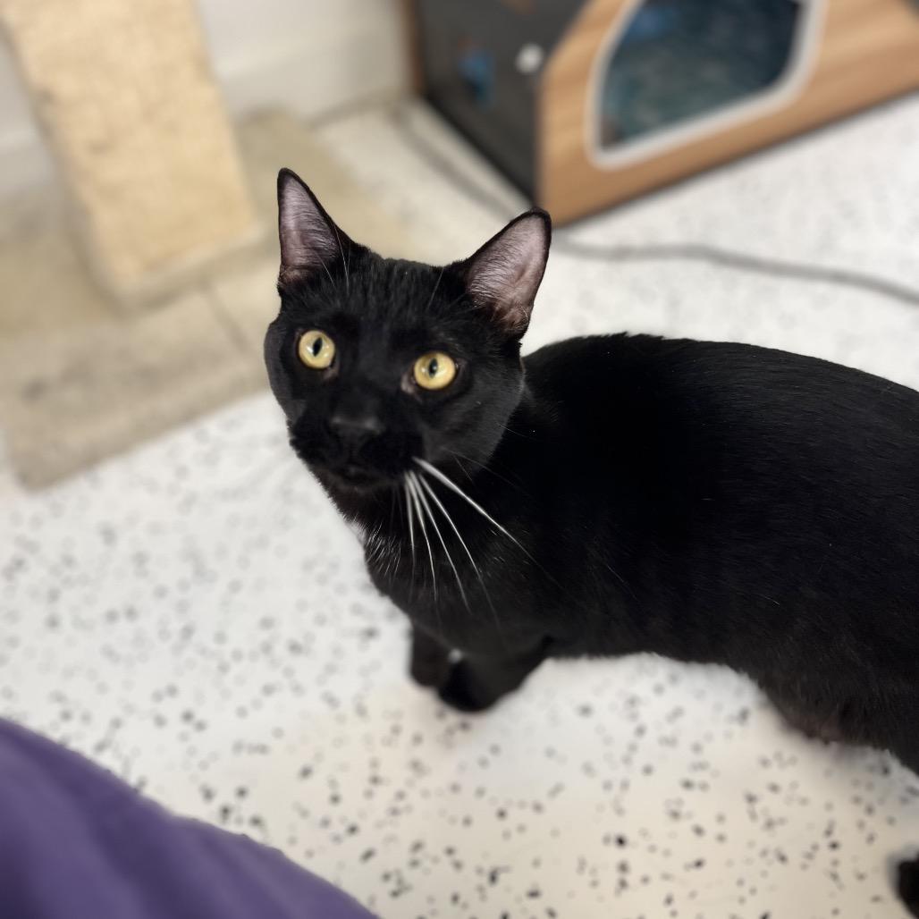 Enlarge Scott&Scout, a Adoptable Domestic Short Hair in Portage, MI image 1/3