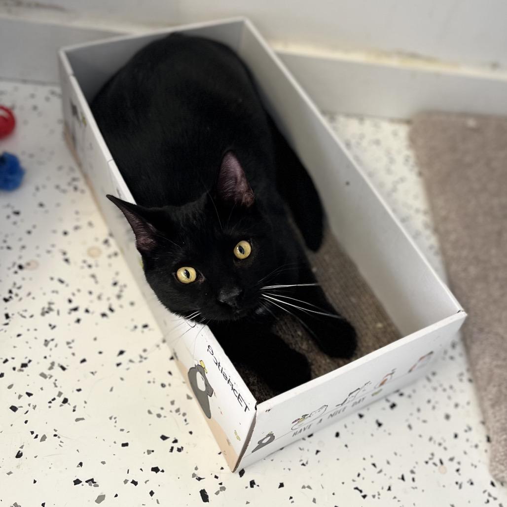 Enlarge Scott&Scout, a Adoptable Domestic Short Hair in Portage, MI image 2/3