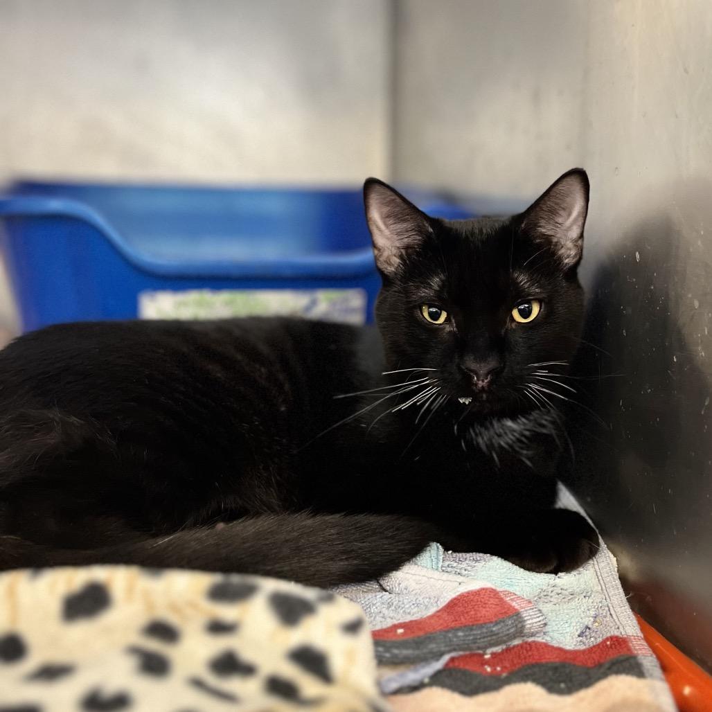 Enlarge Scott&Scout, a Adoptable Domestic Short Hair in Portage, MI image 3/3