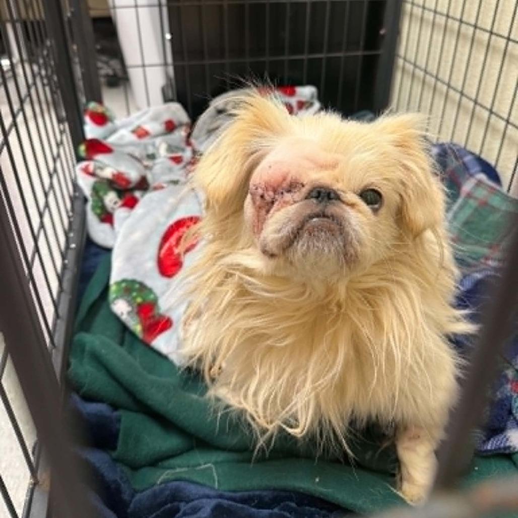 Cyclops 26-10-064, Adoptable, Adult Male Pekingese & Pug.