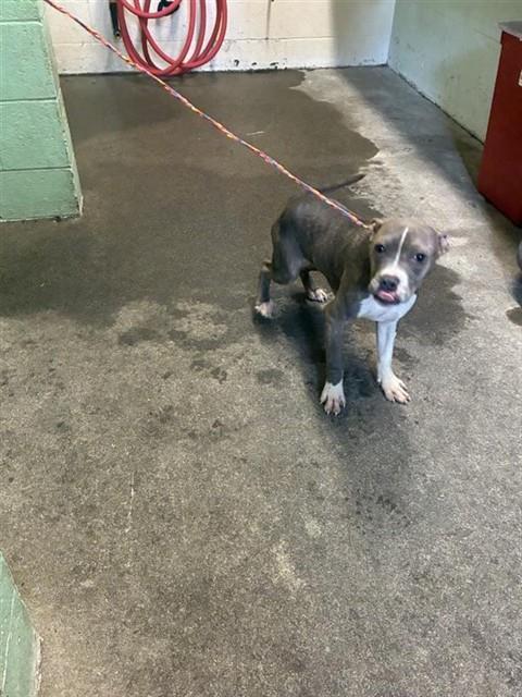 Enlarge ROKO TACO, a Adoptable mixed breed in Sacramento, CA image 1/1
