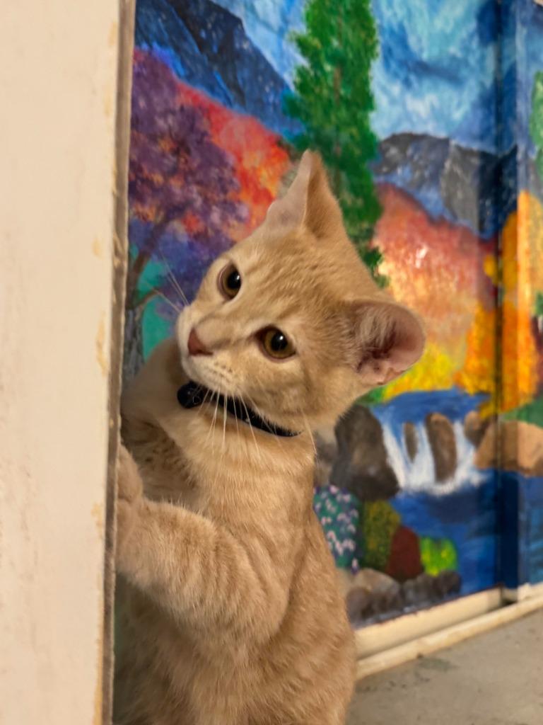 Enlarge Captain, a Adoptable mixed breed in La Verkin, UT image 1/1