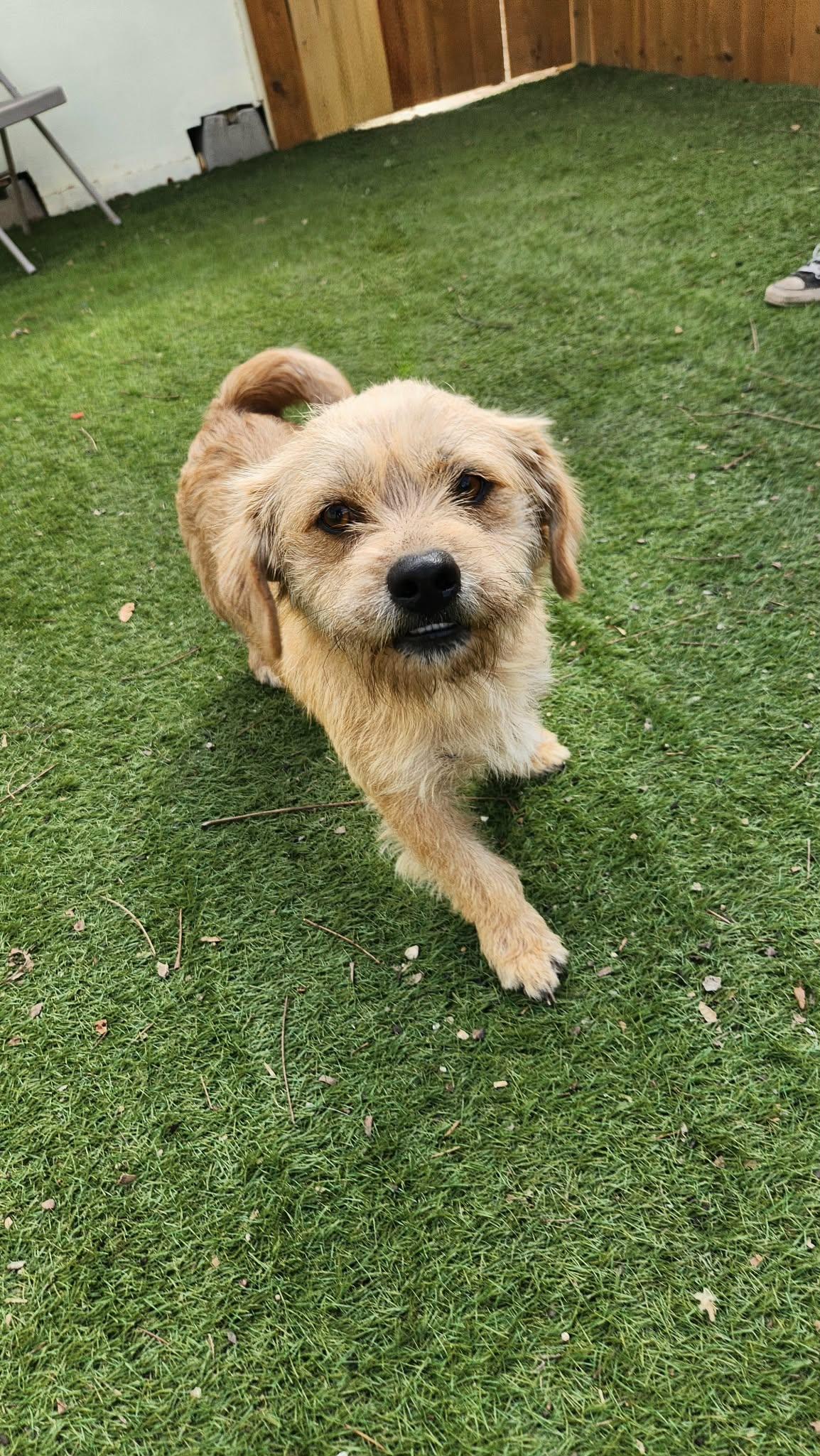 Enlarge Moose KA, a Adoptable mixed breed in Seattle, WA image 3/6