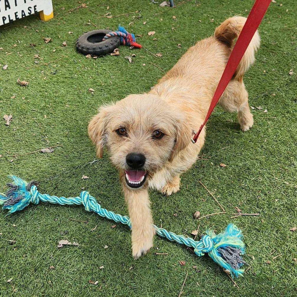 Enlarge Moose KA, a Adoptable mixed breed in Seattle, WA image 1/6