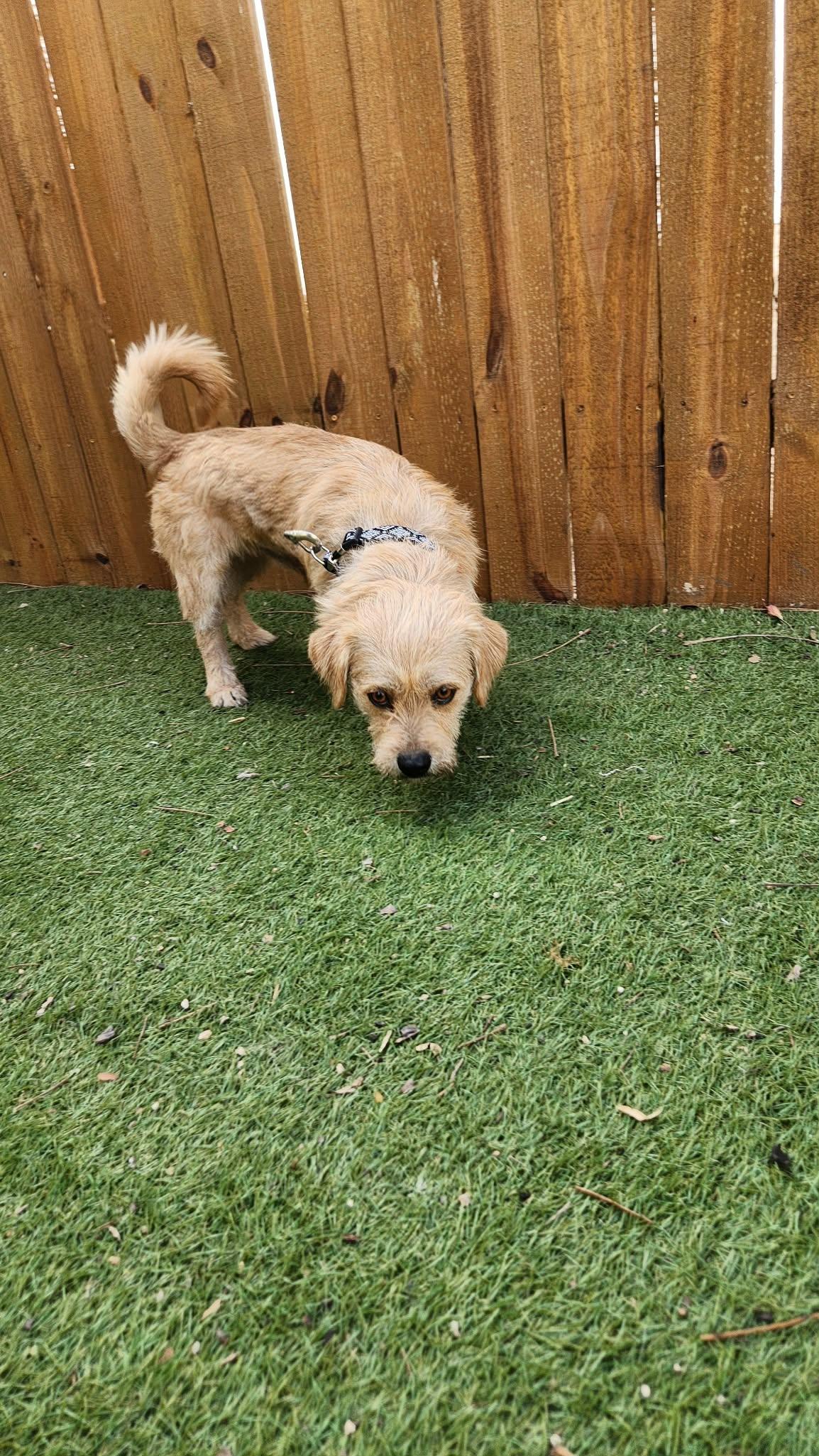 Enlarge Moose KA, a Adoptable mixed breed in Seattle, WA image 6/6