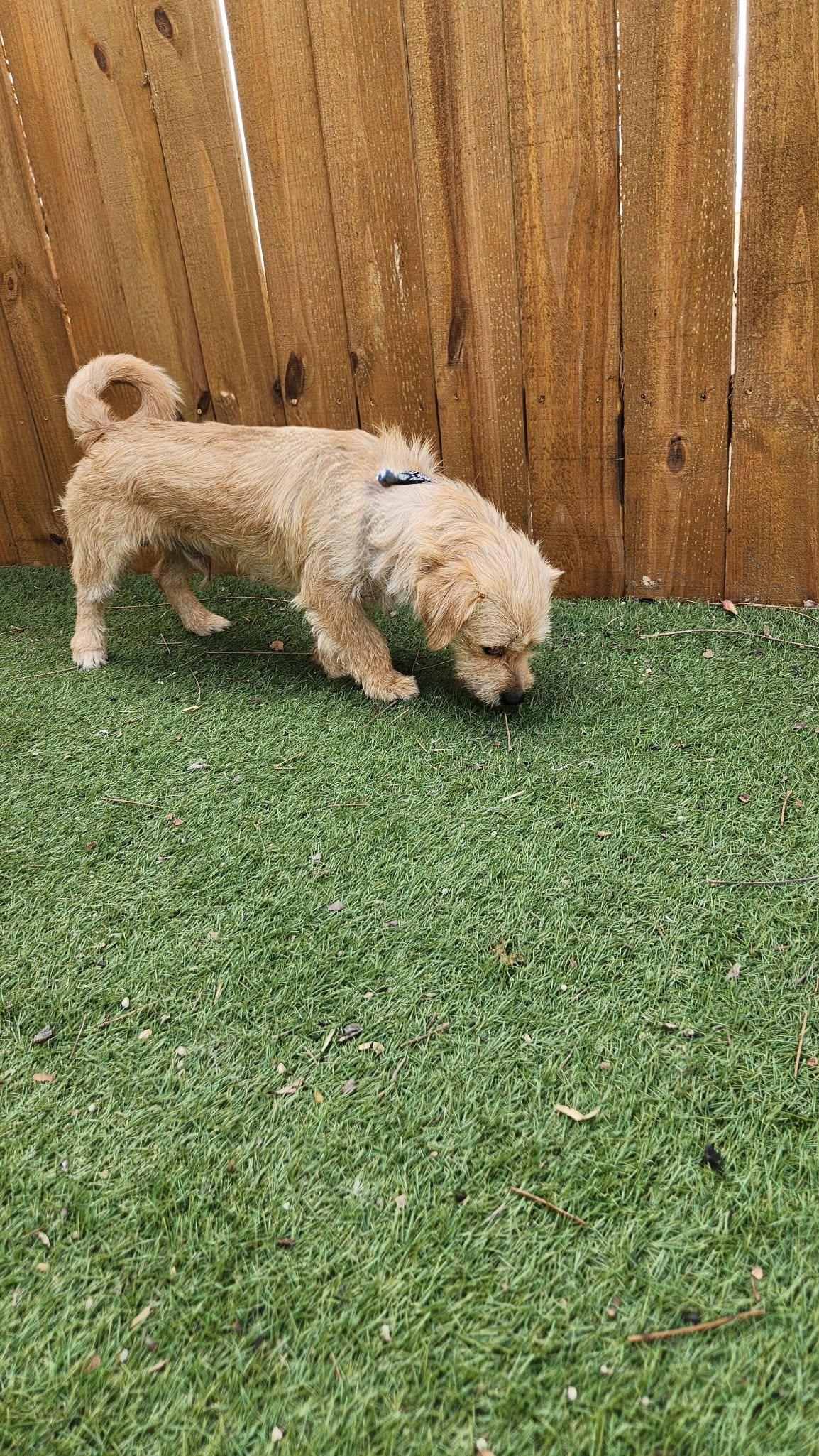 Enlarge Moose KA, a Adoptable mixed breed in Seattle, WA image 5/6