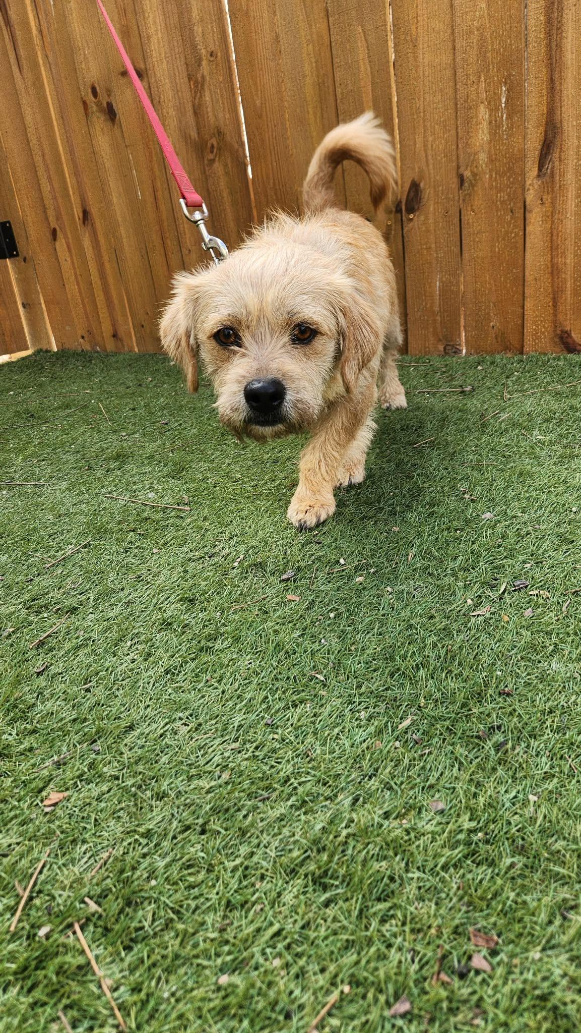 Enlarge Moose KA, a Adoptable mixed breed in Seattle, WA image 4/6