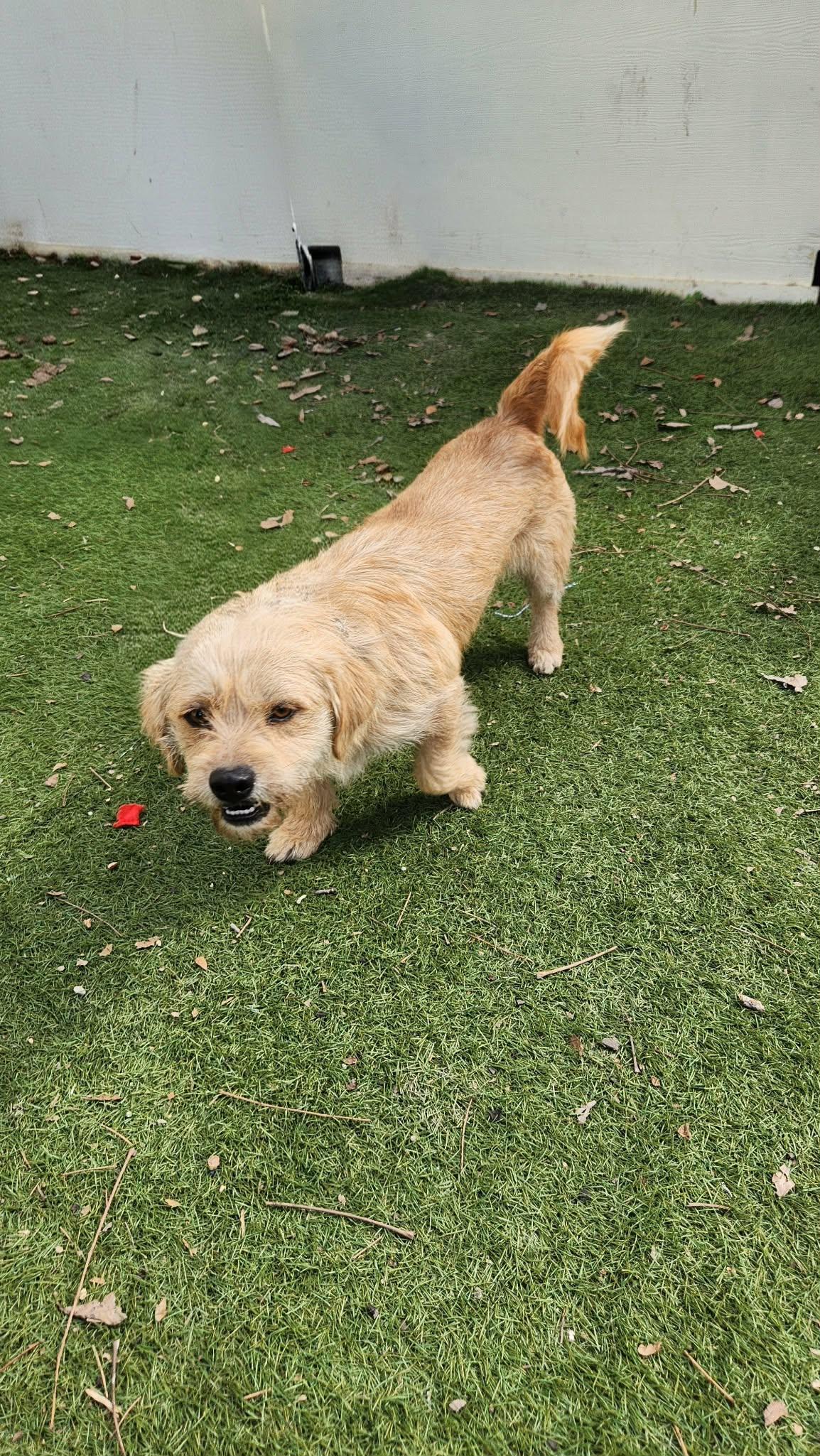 Enlarge Moose KA, a Adoptable mixed breed in Seattle, WA image 2/6