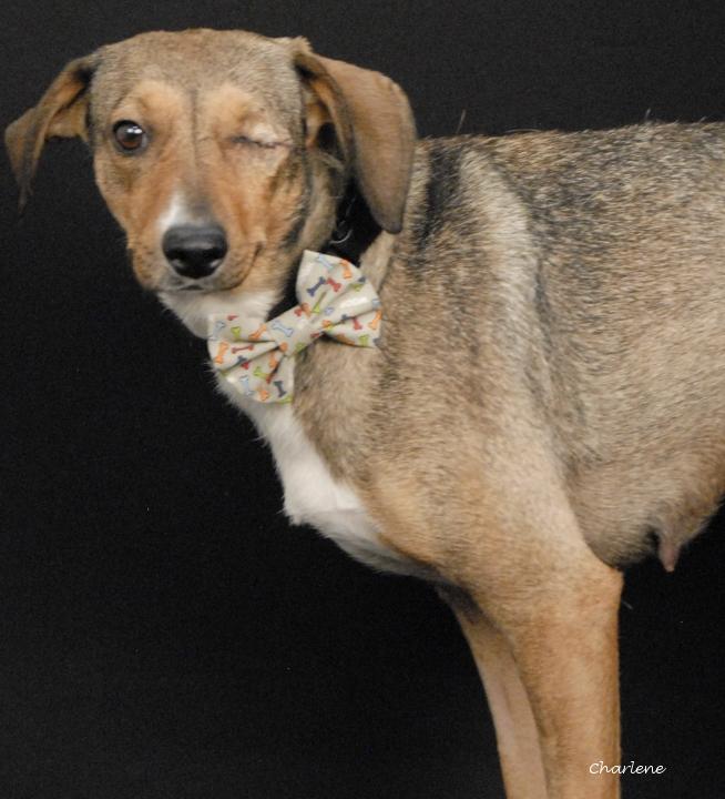 Enlarge Veya, a Adoptable mixed breed in Newland, NC image 3/4