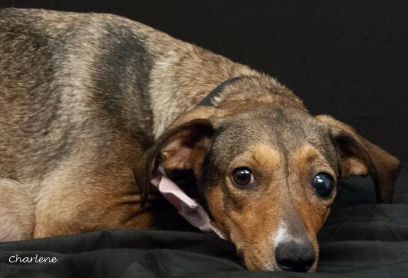 Veya, Adoptable, Adult Female Shepherd & Feist.