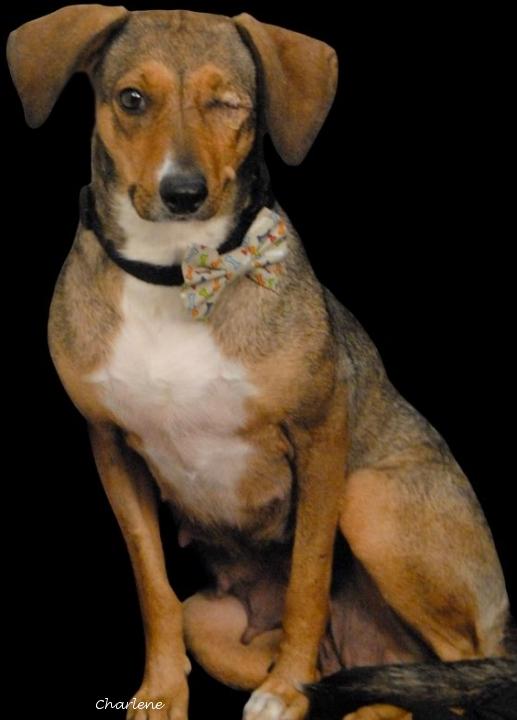 Veya, Adoptable, Adult Female Shepherd & Feist.