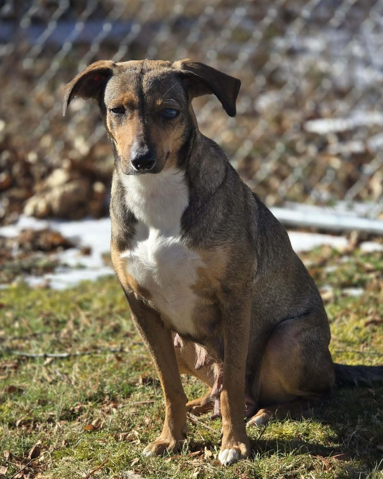 Enlarge Veya, a Adoptable mixed breed in Newland, NC image 4/4