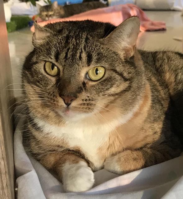 Vicki, Adoptable, Senior Female Domestic Short Hair.