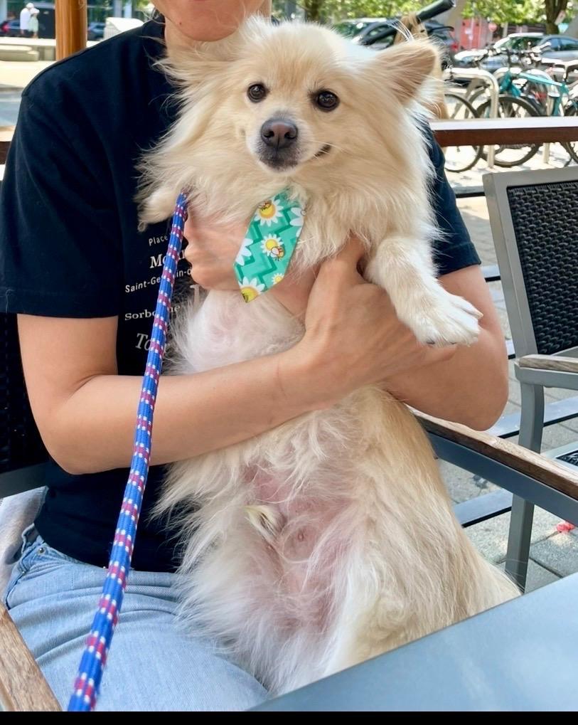 Toby, adopted, Young Male Pomeranian.