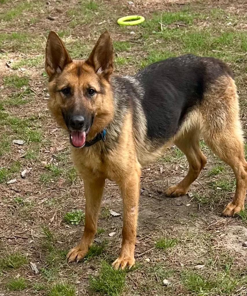 Enlarge BB, a Adoptable German Shepherd Dog in Little Rock, AR image 1/1