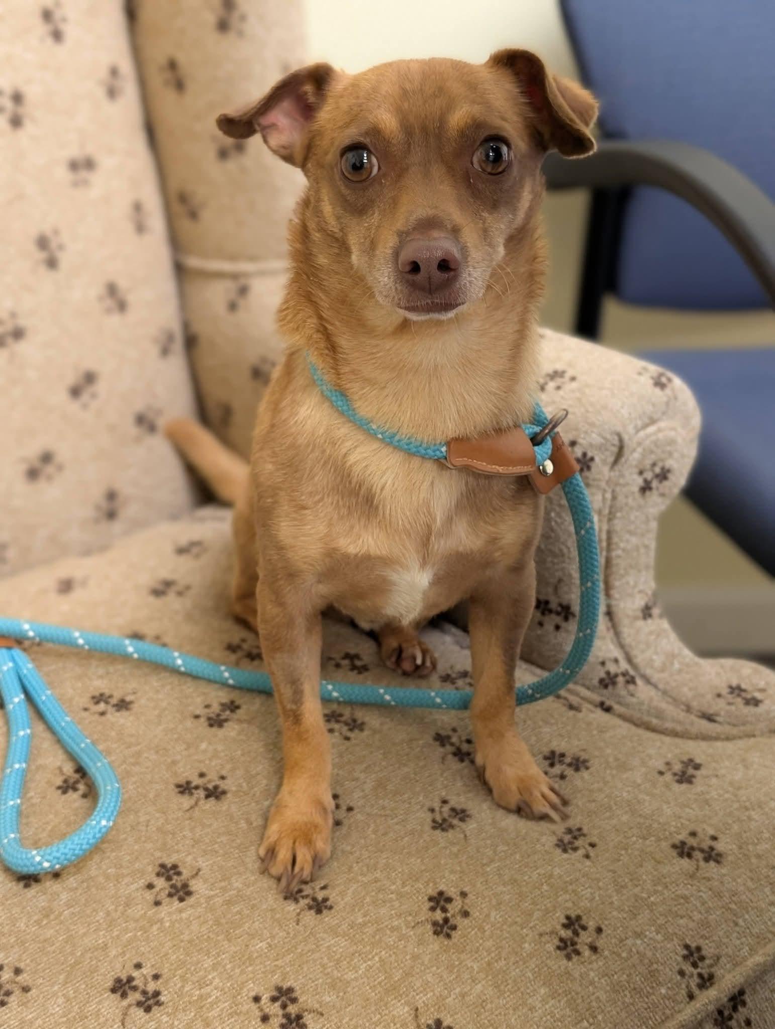 Enlarge PABLO 425, a Adoptable mixed breed in Milwaukee, WI image 3/6
